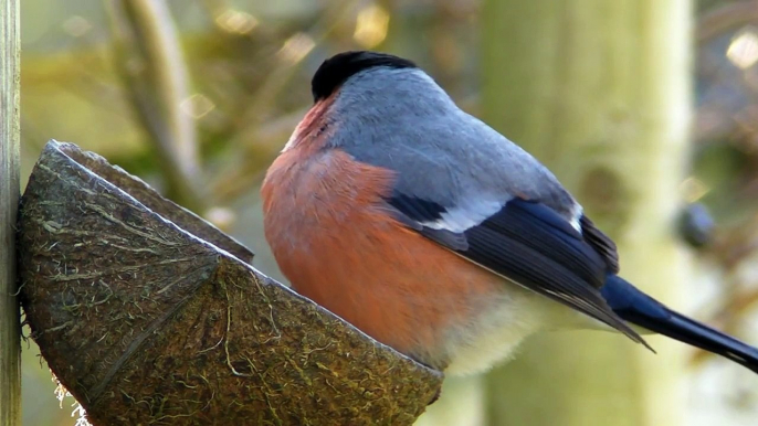 Bullfinch  -  Bullfinches Male and Female  -  Mâle et Femelle Bouvreuil Pivoine