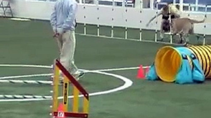 Incredible Agility Mastiff