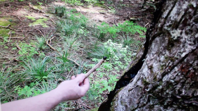 Black Goo and a Dead Forest