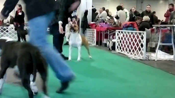 FeHoVa Winter Dog Show 13.02.2015 American Staffordshire Terrier open males (AMSTAFF)