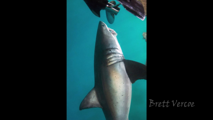 Baleine dévorée par des requins blancs