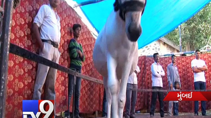 Mumbai : Meet Panna Lal, The Donkey who can tell if you are having an extra marital affair - Tv9