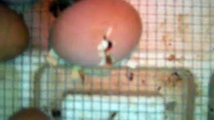 Baby Chick "Stormy" hatching in still air incubator
