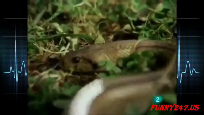 Mongoose vs Snake Top Fighting Video ☆ Amazing Animal