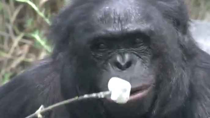 Crazy Smart Ape Lights Campire,Roast Marshmallows | The Real Apes of the Planet