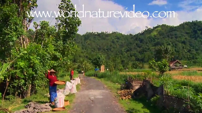 Fitness Journeys -Balinese Rice Fields, for indoor walking, treadmill and cycling workouts