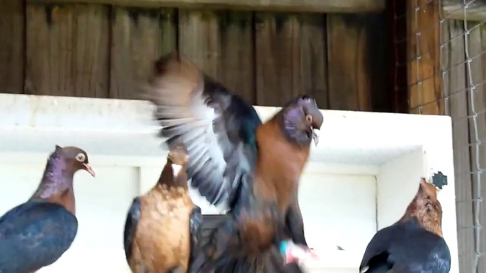 Archangel pigeons, fancy pigeons