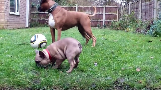 French Bulldog Puppy meets our Boxer dog for the first time