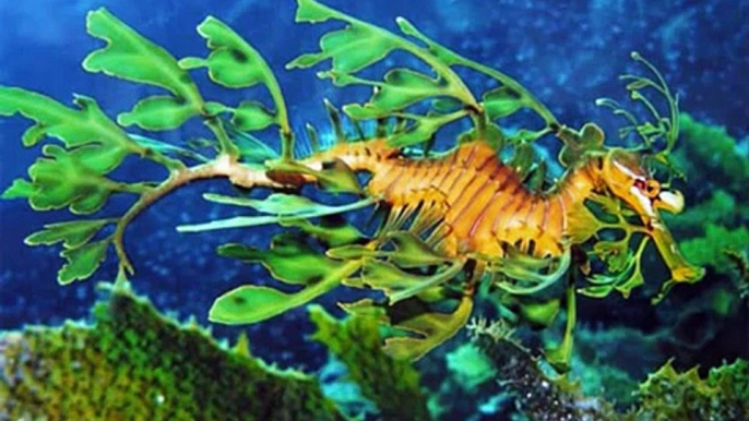 Amazing Underwater Sea Creatures You Need to See!