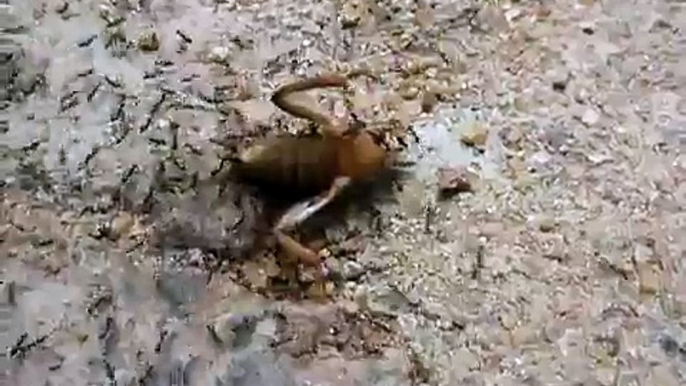 Sri Lanka,ශ්‍රී ලංකා,Ceylon,Ants,Ameise,Fourmi in action