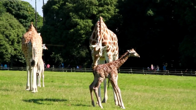 Baby giraffe in Fota Wildlife Park minutes after being born
