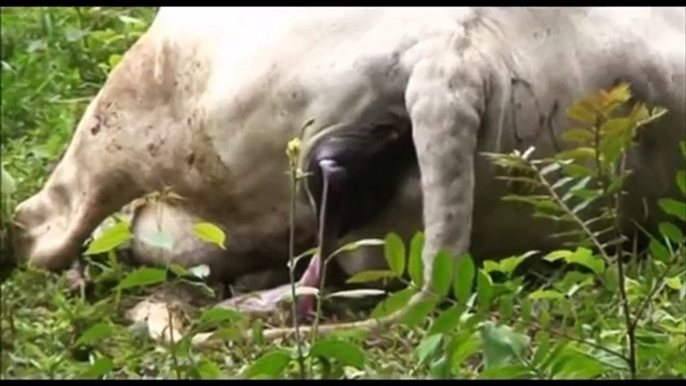 ANIMALS GIVING BIRTH - HORSE, COW, RABBIT, HEN, GOAT, PIG, GIRAFFE, ELEPHANT, CAT, DOG, DOLPHIN