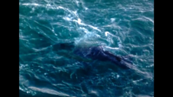 Amazing Mermaid Pictures Taken Off Greek Island By Fisherman