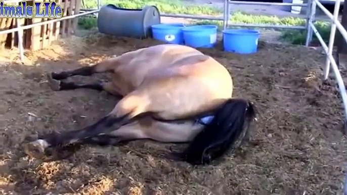 ♥ ANIMALS Giving Birth   HORSES Gives Birth to Baby so CUTE!