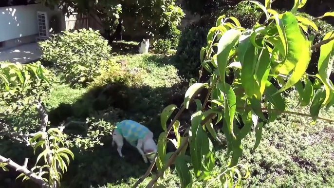 【猫がチワワを待ち伏せ】チワワのくーを庭に出してみた！I was put out in the yard the Koo of Chihuahua. Nora 's reaction?