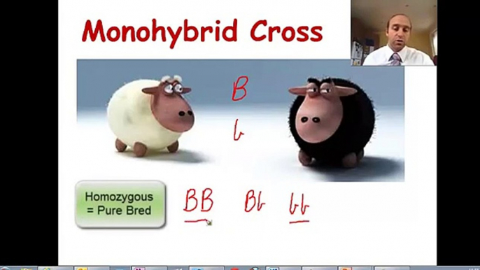 Monohybrid Cross