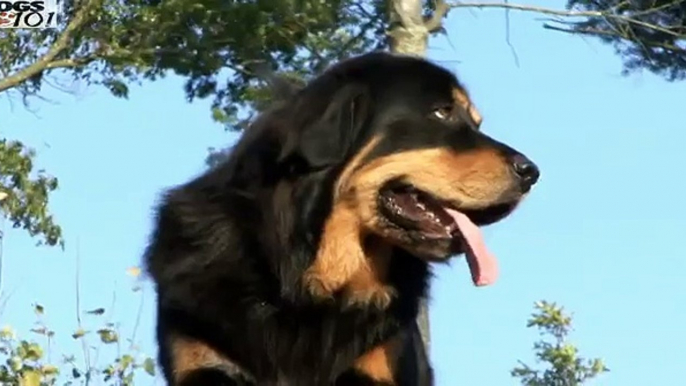 DOGS 101 - Tibetan Mastiff [ENG]