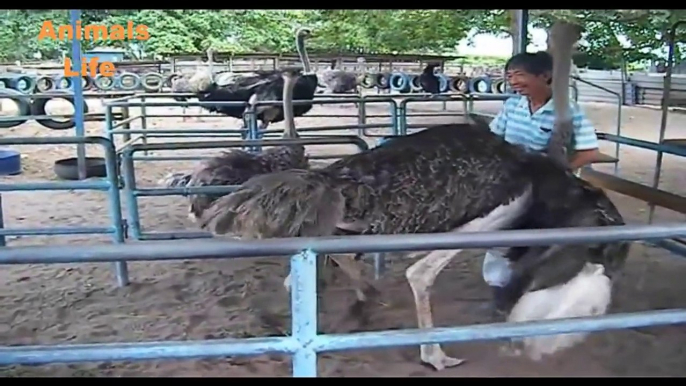 ♥ ANIMALS Giving Birth - Ostrich Laying an Egg Video