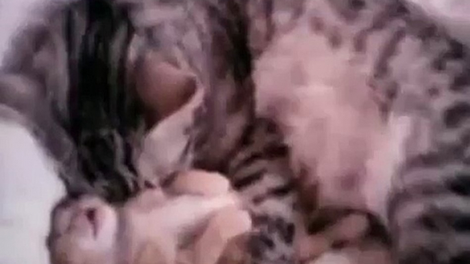 Style of baby animal prince Cat Hugs Baby Kitten Having Nightmare Funny cat videos