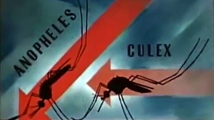 Mosquito - The Malaria Carrier - 1940's - Anopheles Mosquitoes