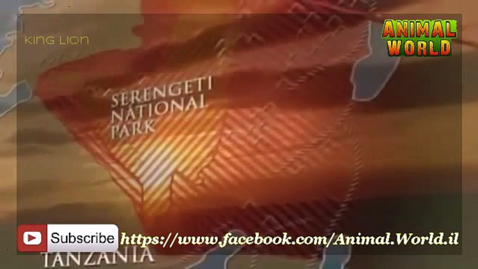 National Geographic Channel   Lions and Hyenas   Animals Documentaries mp4