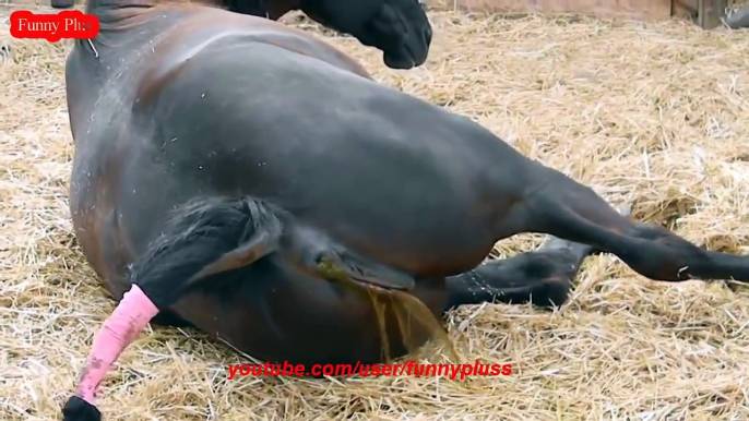 ♥ ANIMALS Giving Birth - HORSES Gives Birth to Baby so CUTE!