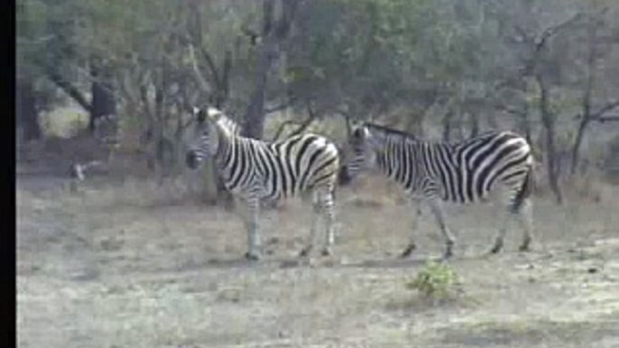 Zebras-Africa
