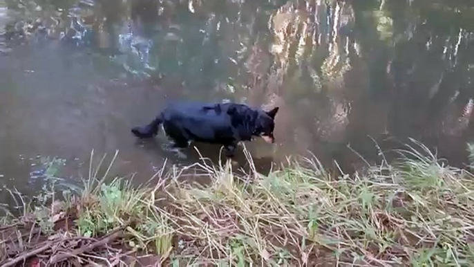 Cats and Dogs playing together Dog gets stuck in water!