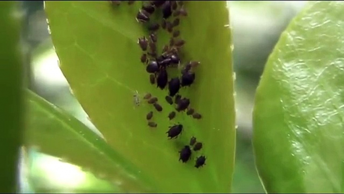 Formica che "alleva" alcuni piccoli Afidi - Ant "farms" little Aphids