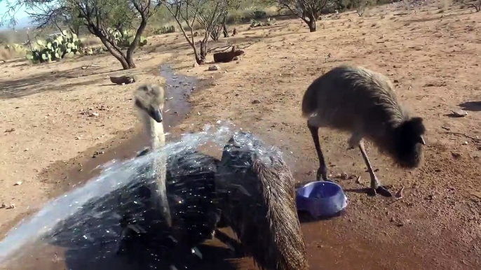 Emu & Ostrich Chicks Play In Water ~ Big wet birds!