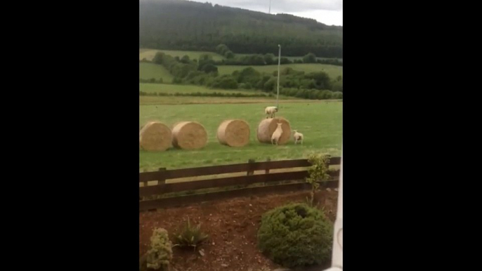 Des moutons jouent à saute moutons