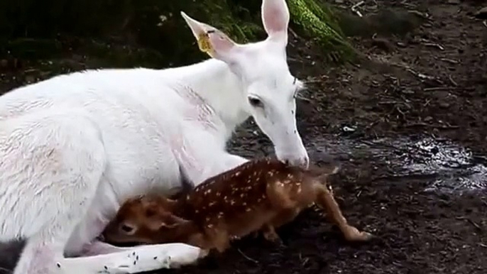 White Doe Gives Birth To 2 Buck Fawns  One Brown And One White