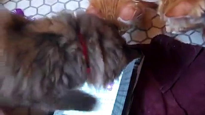 Cute, Fluffy Long Haired kittens play with ipad