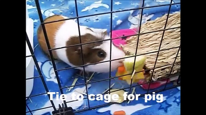 5 Simple DIY Guinea Pig Toys