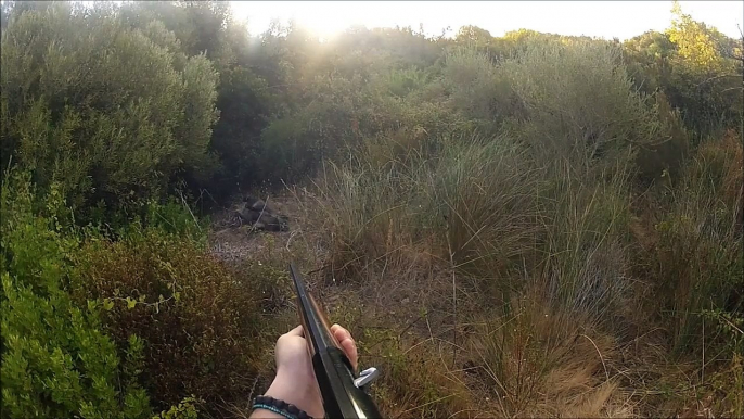 N°34 - Chasse aux Sangliers - Tir d'un gros sanglier male en Corse du Sud -