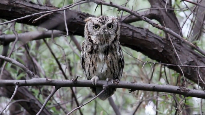 Eastern Screech Owl Calling