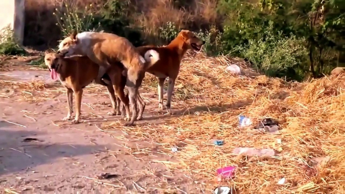 Paarung Hunde - Tiere Bei Der Paarung 2015