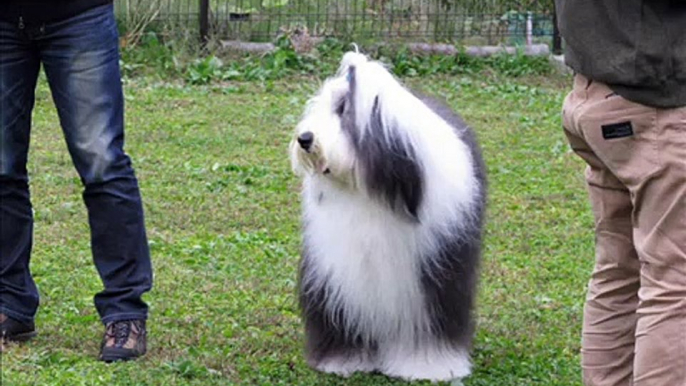 Old English Sheepdog 水曜オフ会　ｉｎ　那須 2010.10.20.