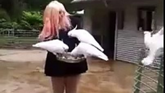 Feeding Wild Cockatoos in Australia