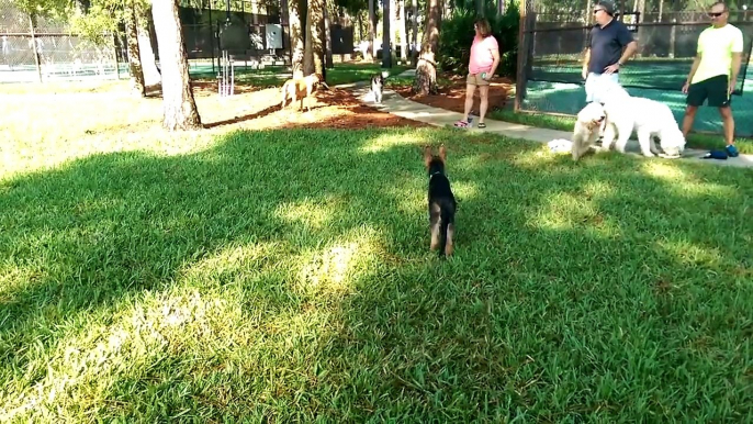 Ramesses the German Shepherd Puppy Gets in a Good Run!