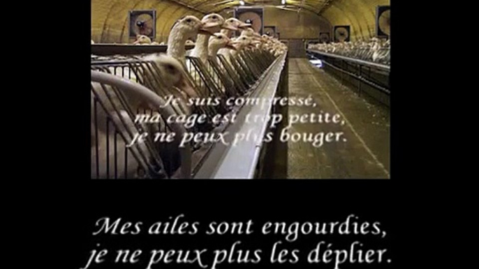 Le foie gras et le gavage racontés par un canard (Animal Cross)