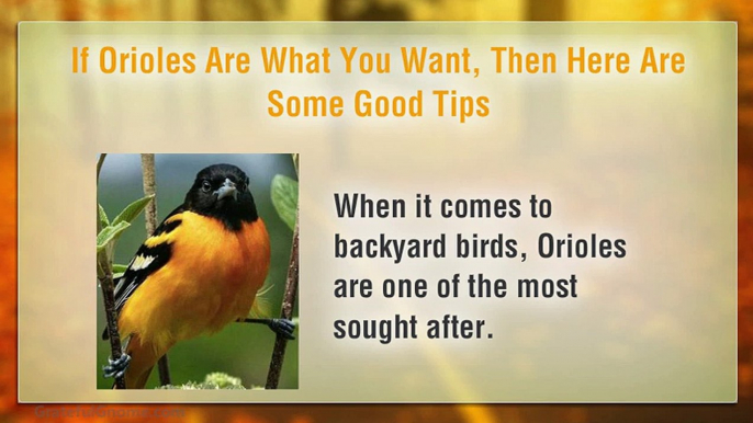 Great Tips On Attracting Backyard Birds To Your Bird Feeder