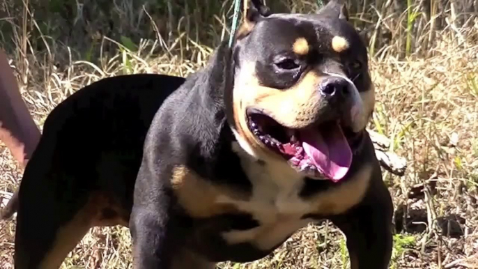 Cães American Bully Pocket Micro Extreme Exotic Bullies