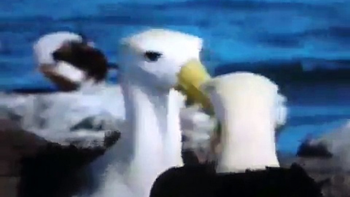 ALBATROSS OF THE GALAPAGOS - Discovery Animals Nature