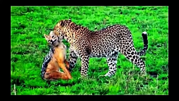 national geographic documentary 2015 | Wild Animals attack National Geographic