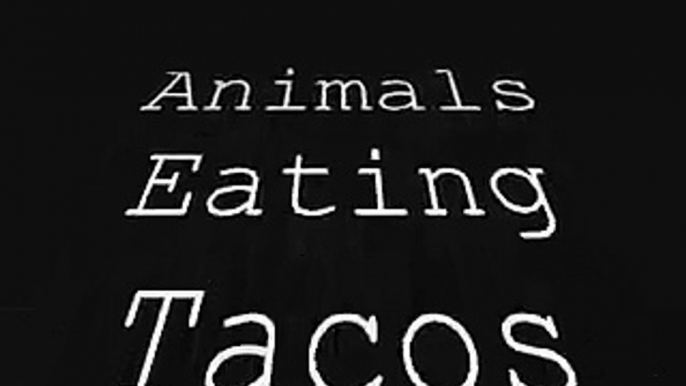 Animals Eating Tacos 1: Human