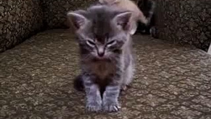 Pequeños gatitos muy muy cansados ¡EL VIDEO MAS TIERNO DEL MUNDO!