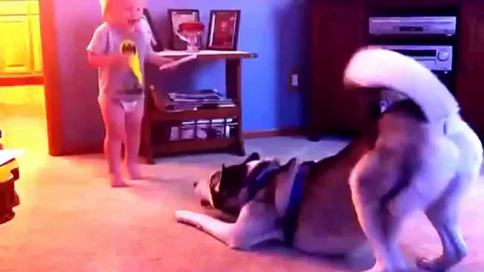 New Funny Animal Videos Compilation 2015   Baby And Husky Have Deep Conversation Funny Videos