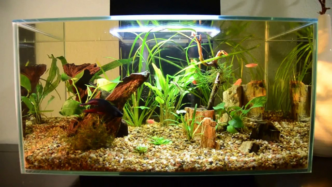 Fluval Edge Aquarium