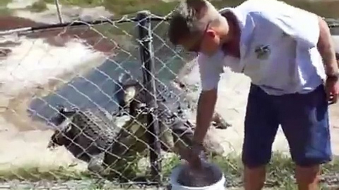 Crocodile Eats a MASSIVE Chicken... WHOLE